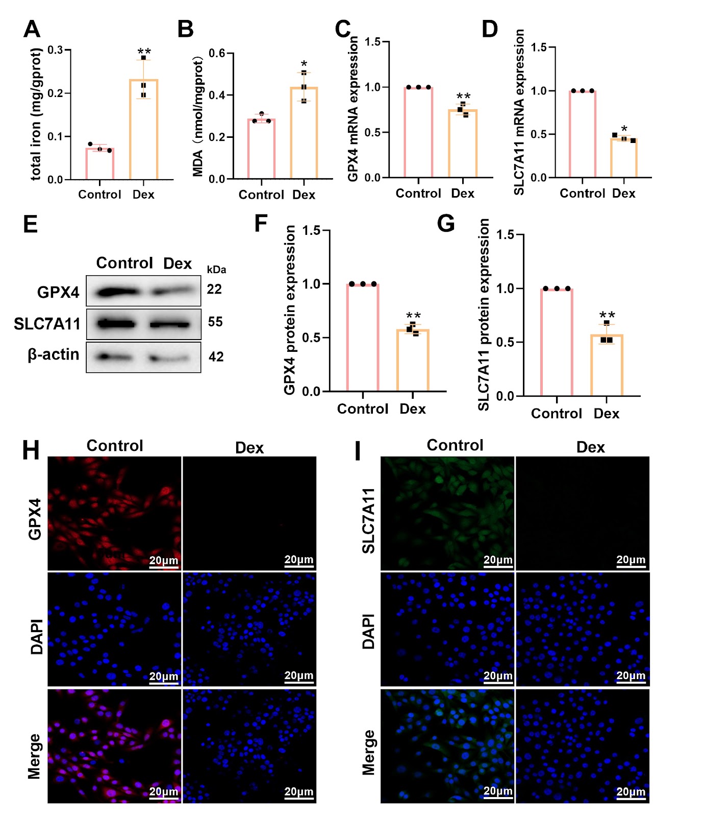 Dexamethasone induces ferroptosis in MC3T3-E1 cells by promoting DNMT3a-mediated Sirt1 DNA hypermethylation in the context of steroid-induced osteonecrosis of the femoral head