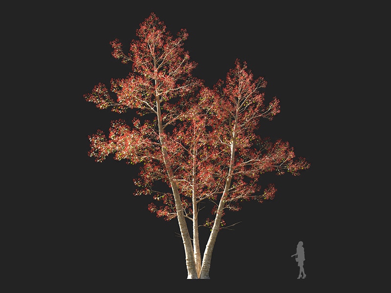 Maxtree - Plant Models Vol.132