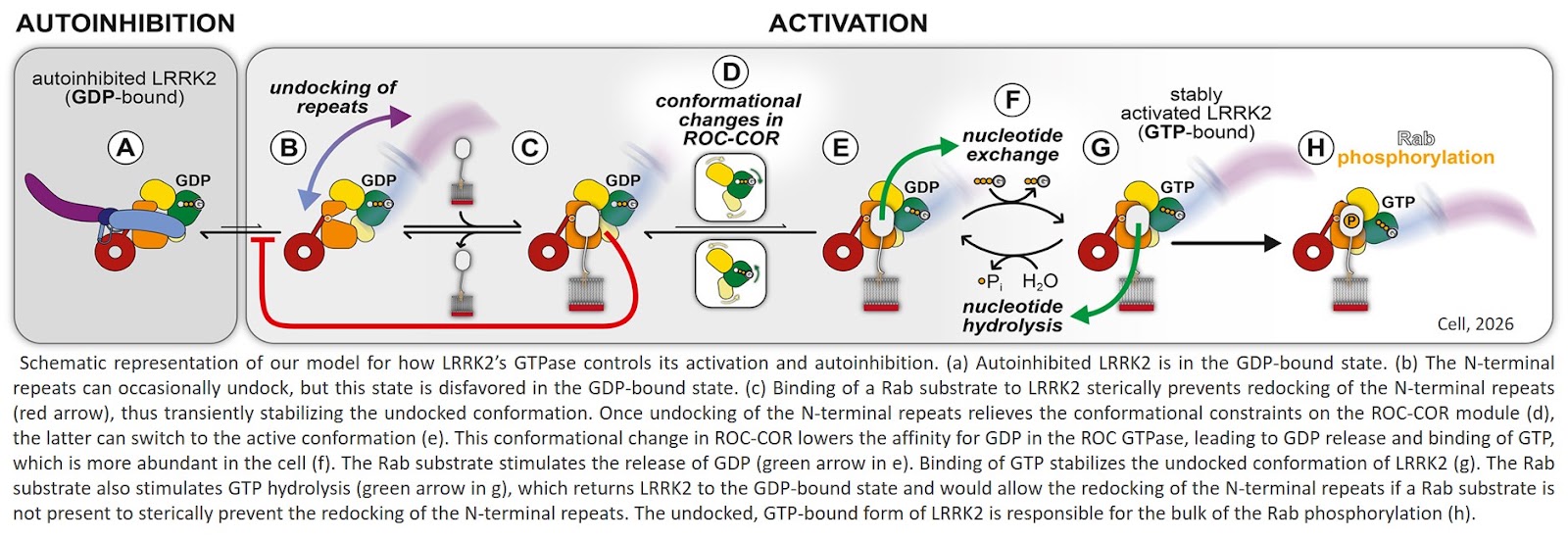 How Parkinson's protein is activated?