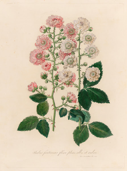 Rubus fruticosus flore pleno albo et rubro 1818 1824