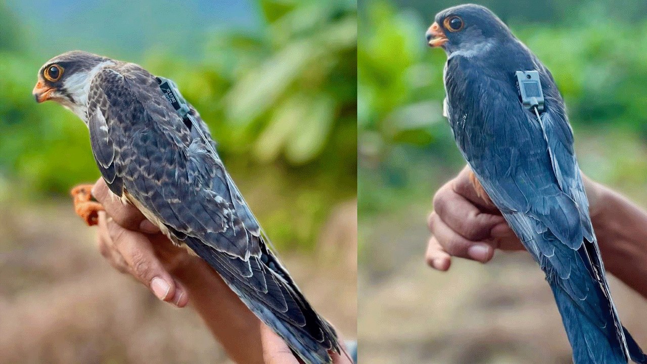Amur Falcons Return to Manipur After 23-Country Migration