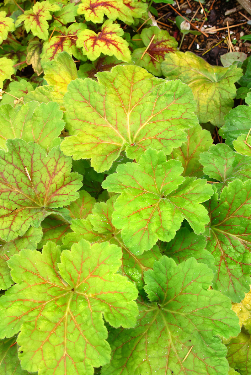 Heuchera 'Electra' con fogliame rosso-arancio brillante in giardino