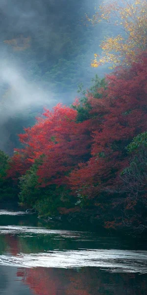 Misty Autumn Woods By Water 5K Wallpaper Background