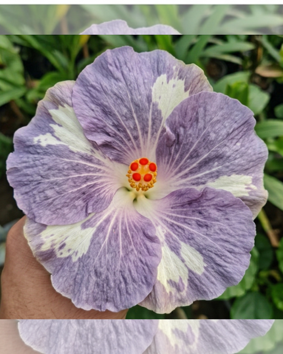 Hibiscus Miaoli Day Tripper — view 3