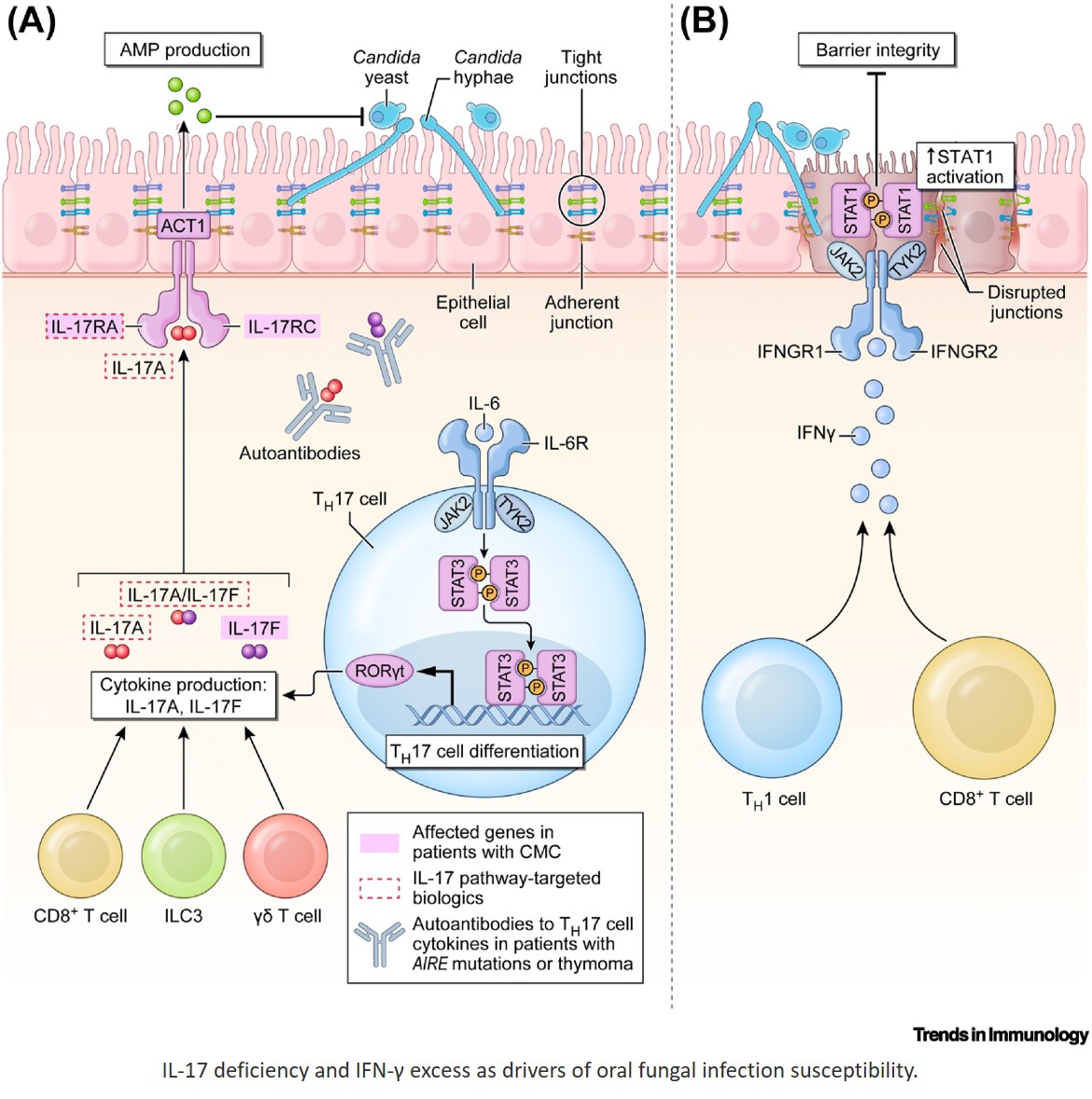 Balancing IL-17–mediated protection and IFN-γ–driven pathology at mucocutaneous barriers