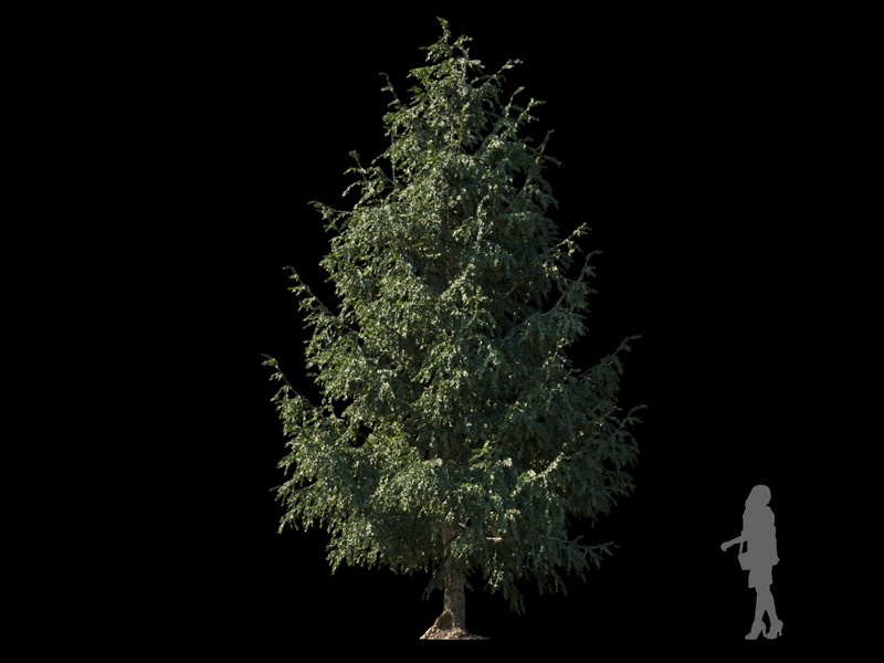 Maxtree - Plant Models Vol.120