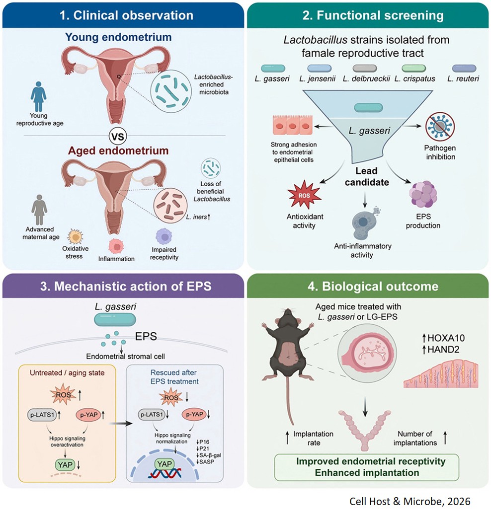 Lactobacillus gasseri postbiotics ameliorate age- related decline in endometrial receptivity