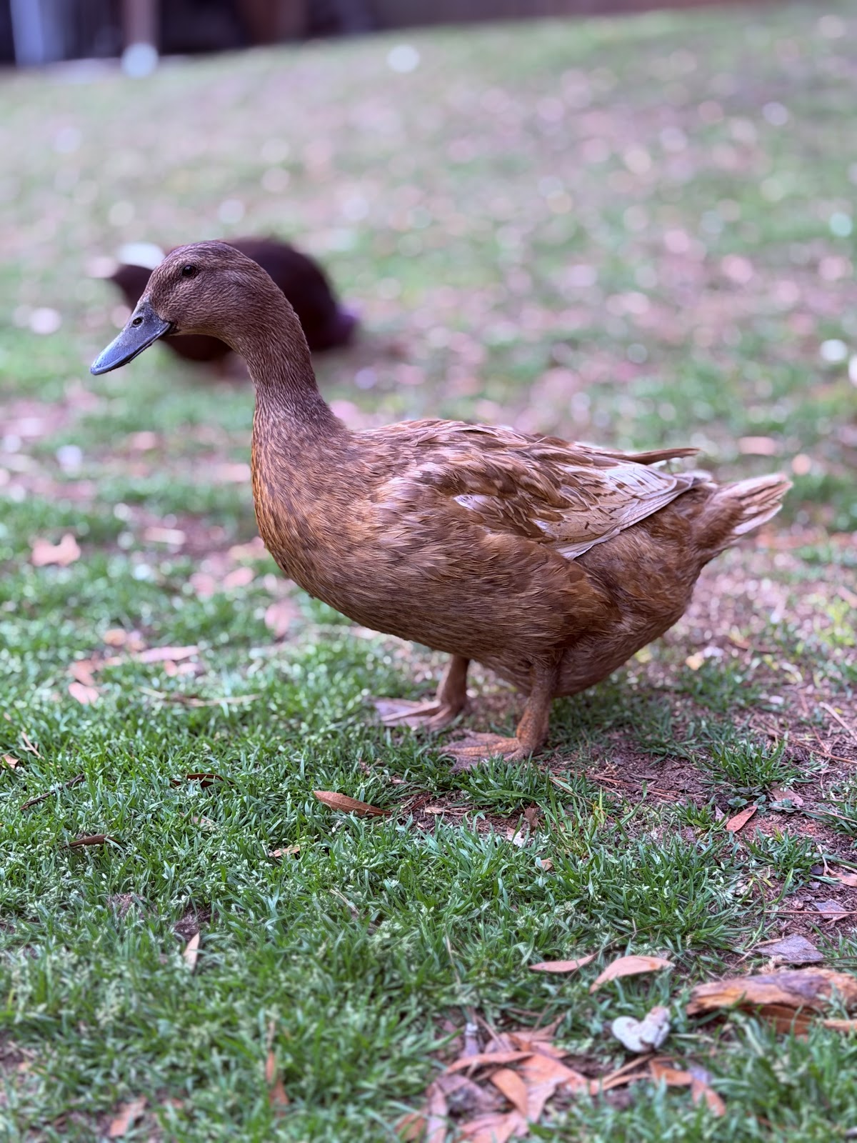 Golden 300 Hybrid Duckling