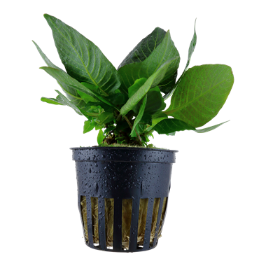 Hygrophila corymbosa 'Compacta