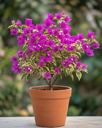 Imported Hawaii Violet Bougainvillea Plant