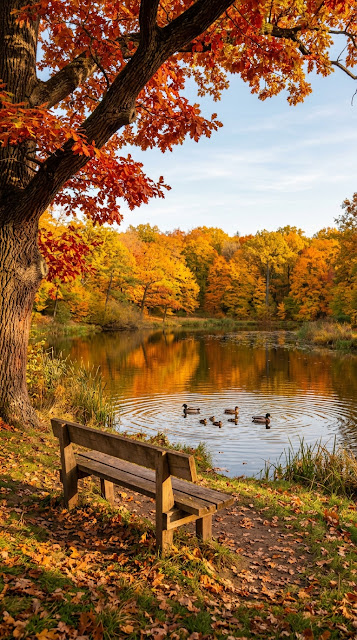 Serene Autumn Park Scene with Pond Ducks and Red Oak Tree - Free mobile Wallpaper