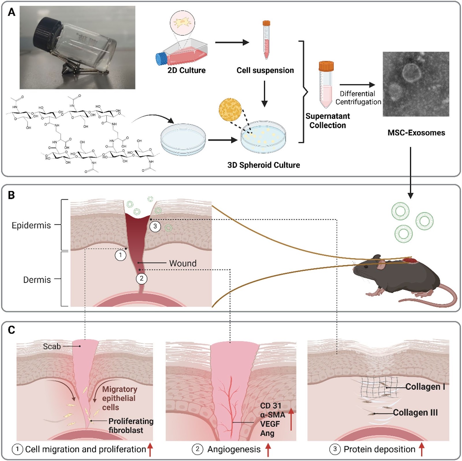 Hyaluronic acid–ornithine crosslinked hydrogel as a superior 3D culture platform for high-quality exosome production in advanced wound healing