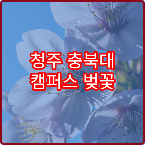 청주 충북대 캠퍼스 벚꽃 사진 인생샷 황금 시간대 위치