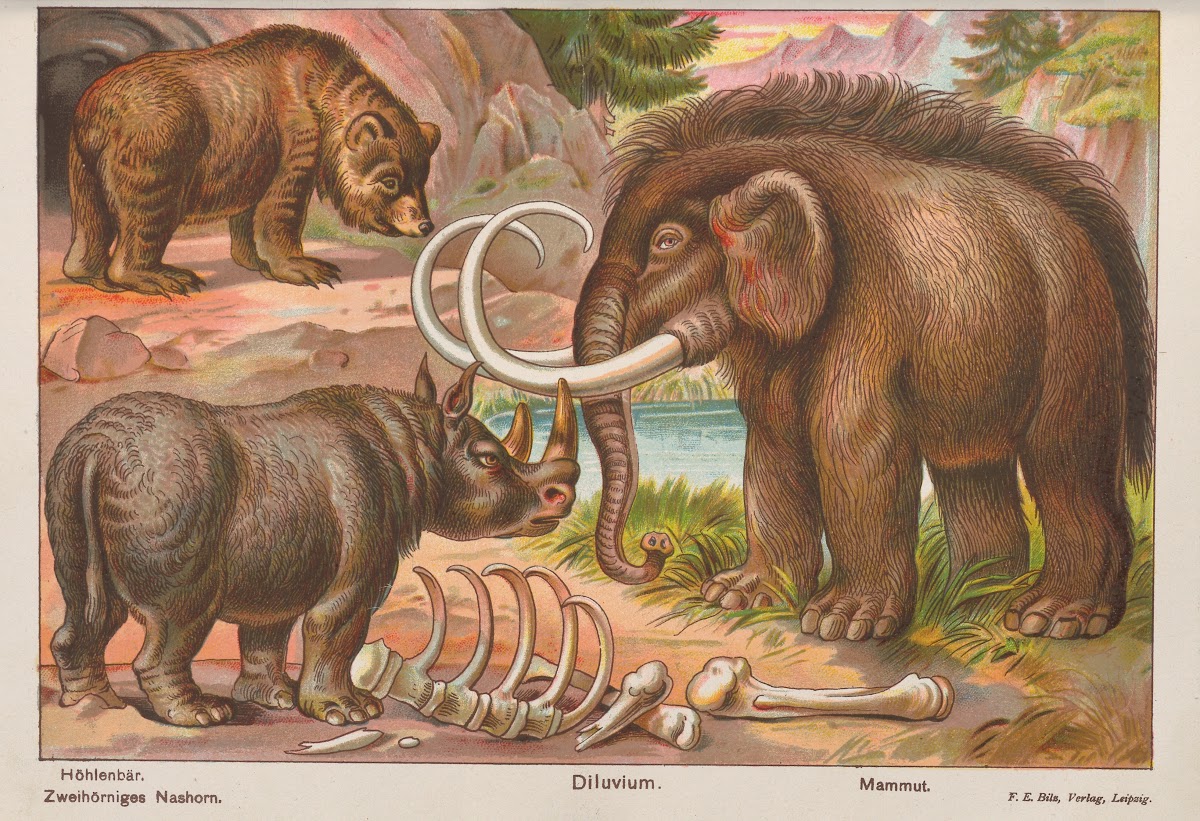 Höhlenbär Dilovium Mammut 1914