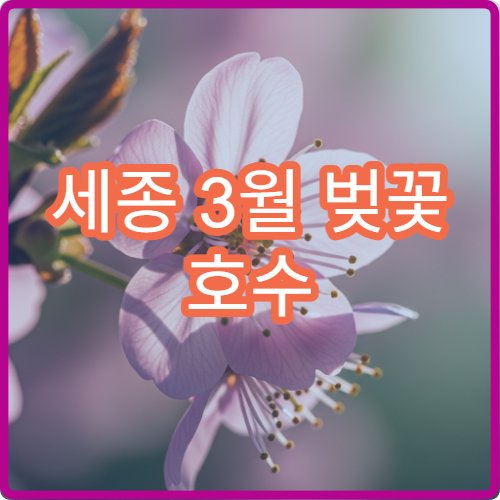 세종 3월 벚꽃 호수 순위 낮 시간대 피크닉 준비물