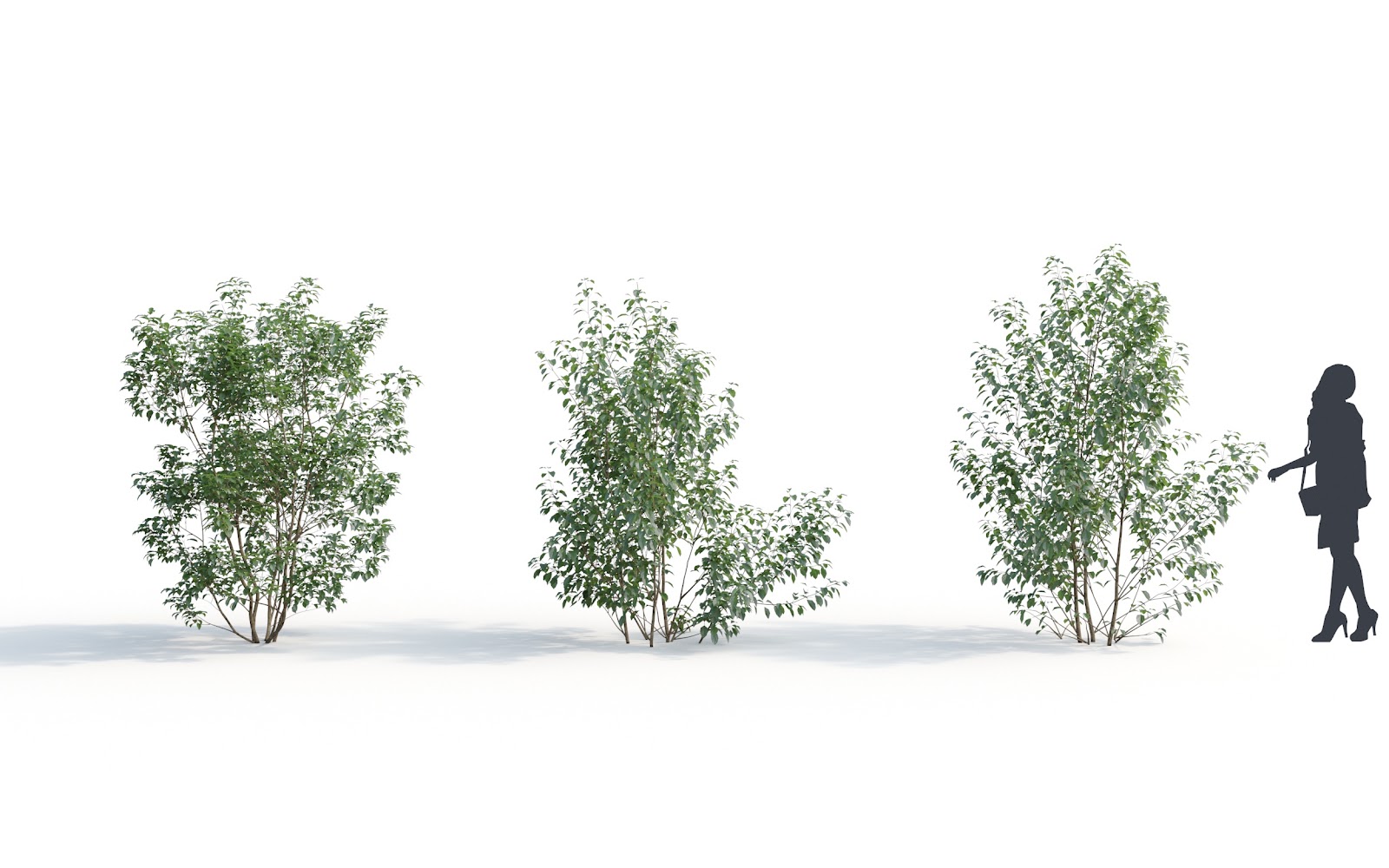 Maxtree - Plant Models Vol.6