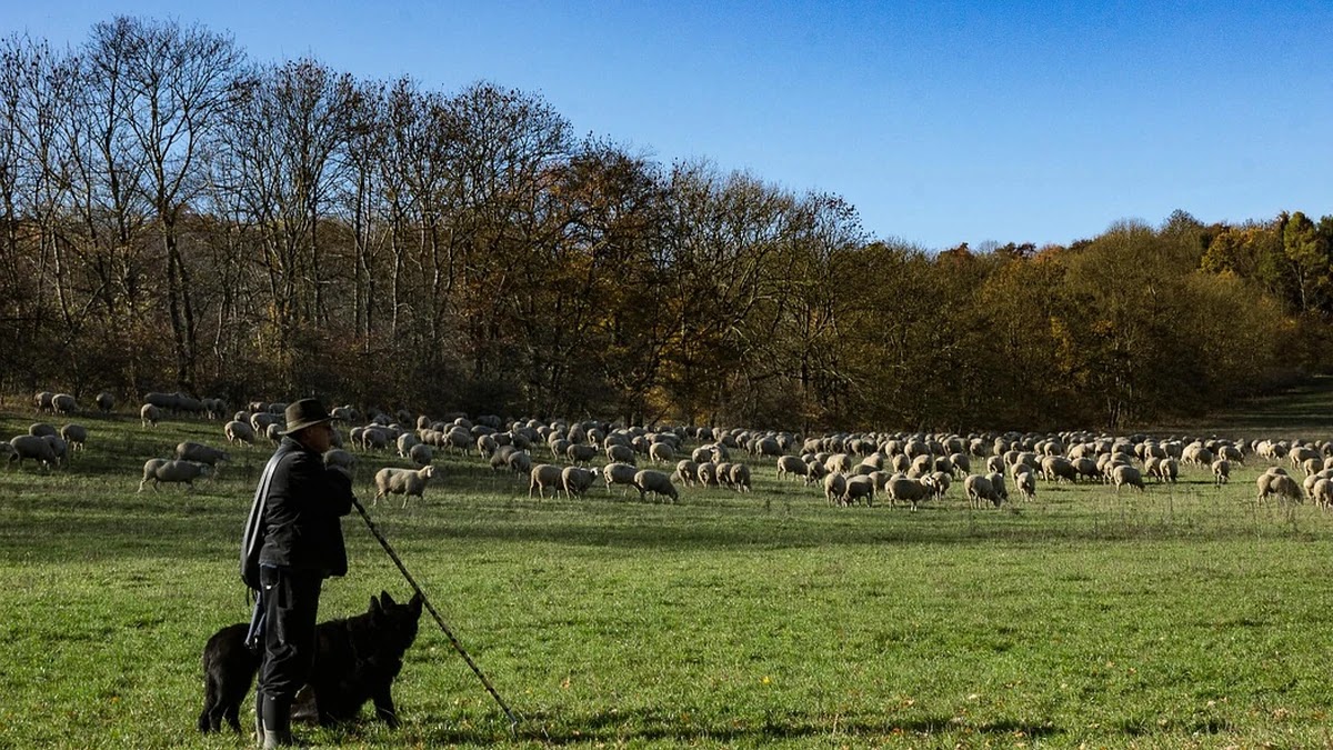 늑대와 양치기 소년 속담의 심리학적 의미와 현대 사회에서의 적용