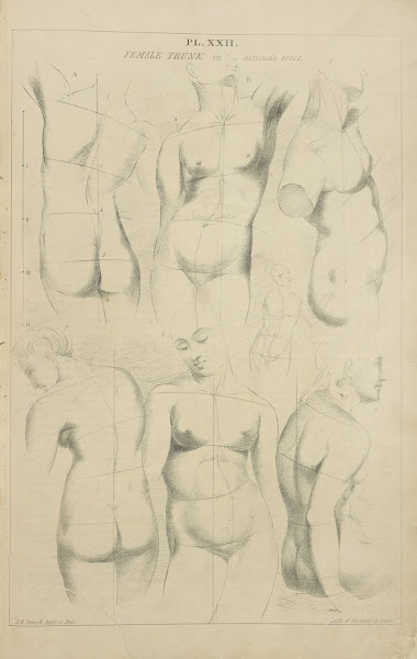 Female trunk  in attitude erect 1831