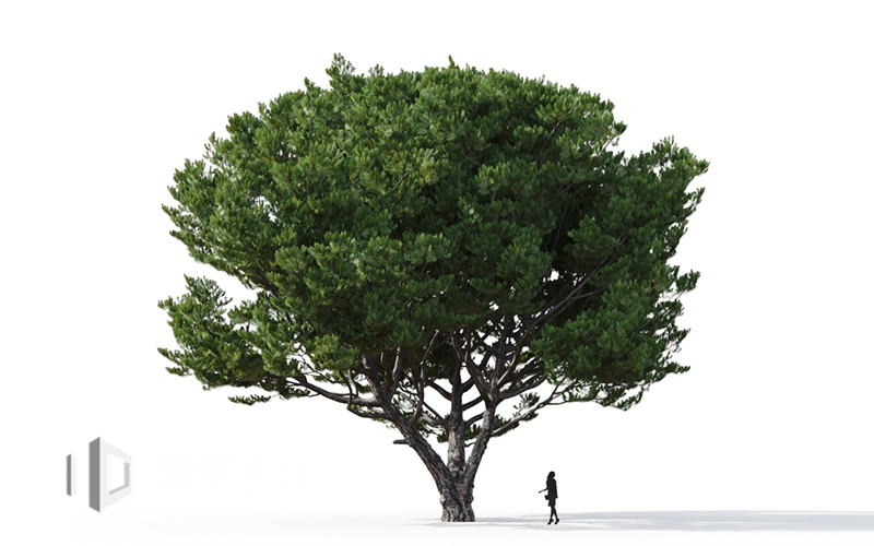 Maxtree - Plant Models Vol.9
