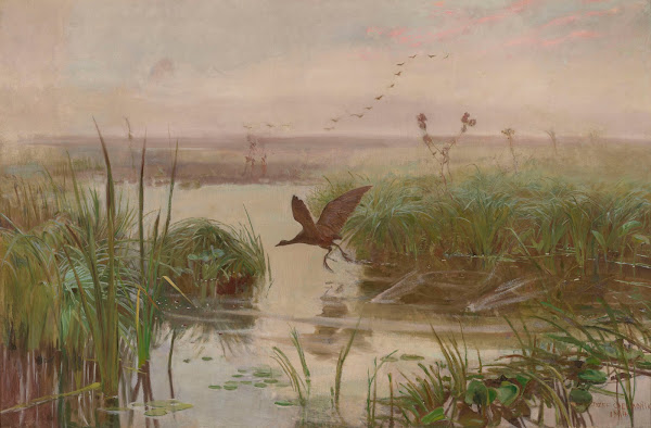Water Hen 1894