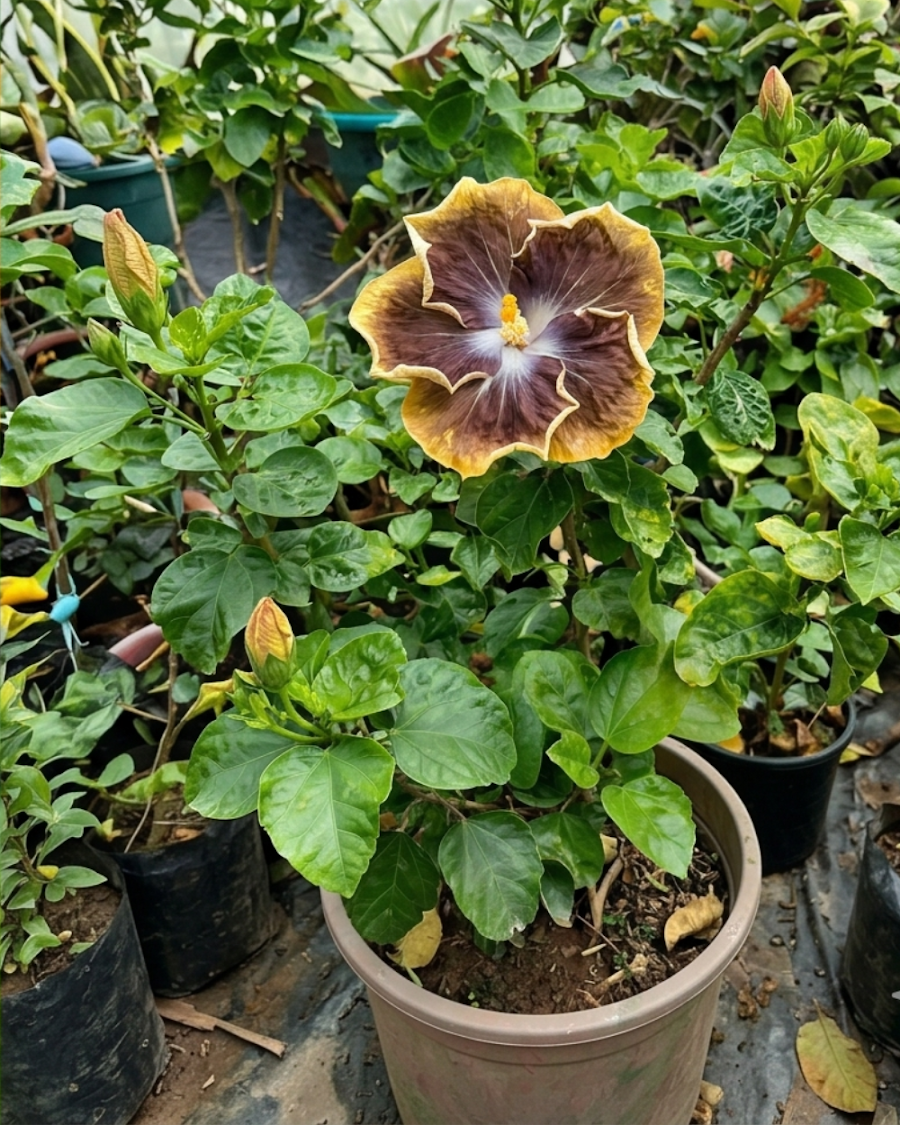 Hibiscus RK Black Pearl — view 4