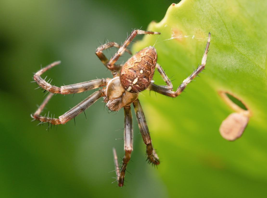 Araneus diadematus