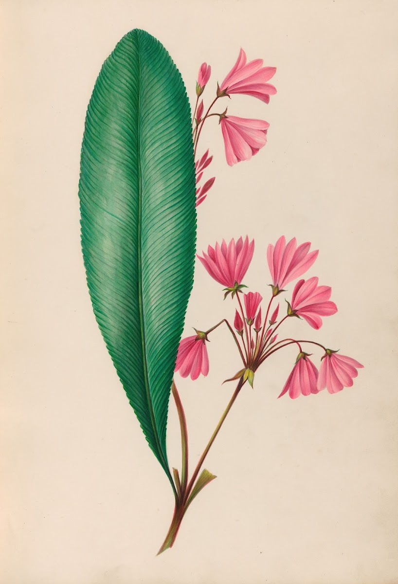 Drawings of tropical flowers and fruits from South America Pl01 1830
