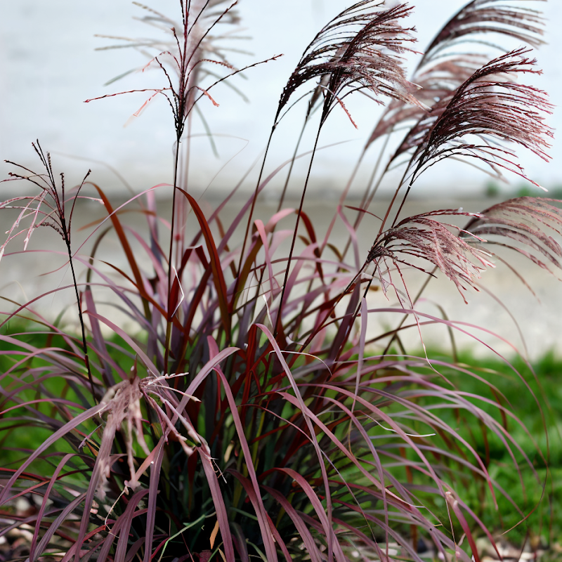 Miscanthus sinensis 'Red Chief' con spighe rosse vibranti nel giardino autunnale.