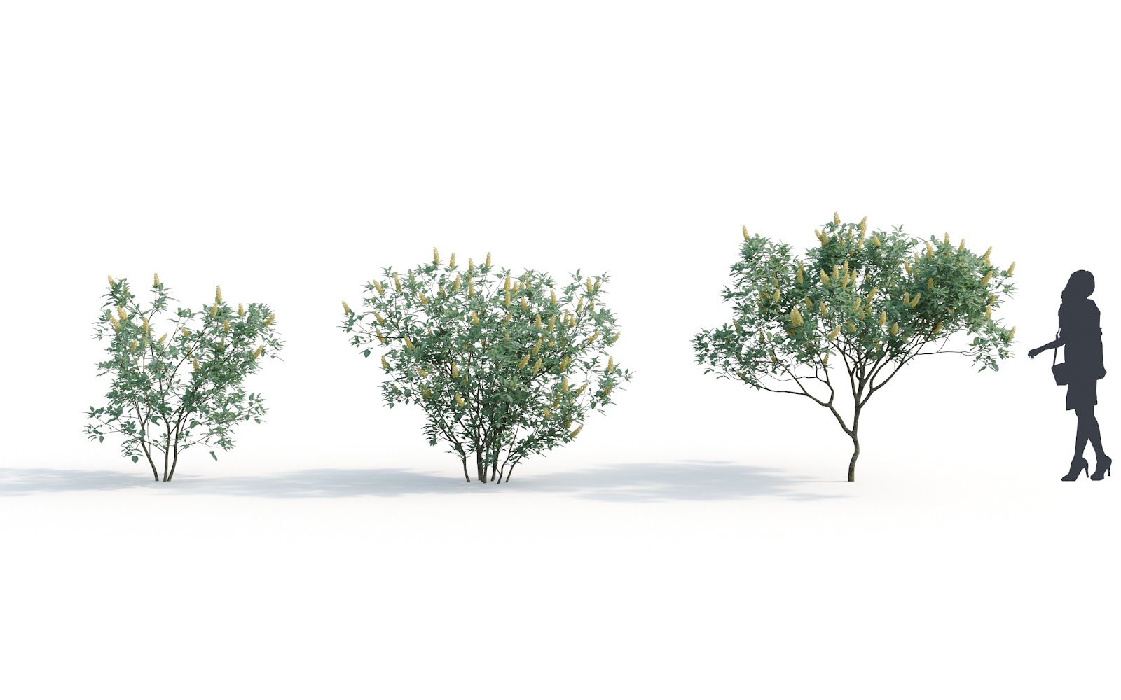 Maxtree - Plant Models Vol.6