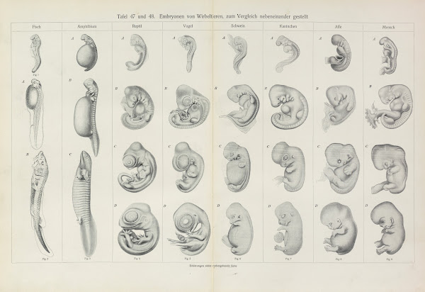 Embryonen von Wirbeltieren zum Vergleich nebeneinander gestellt 1909