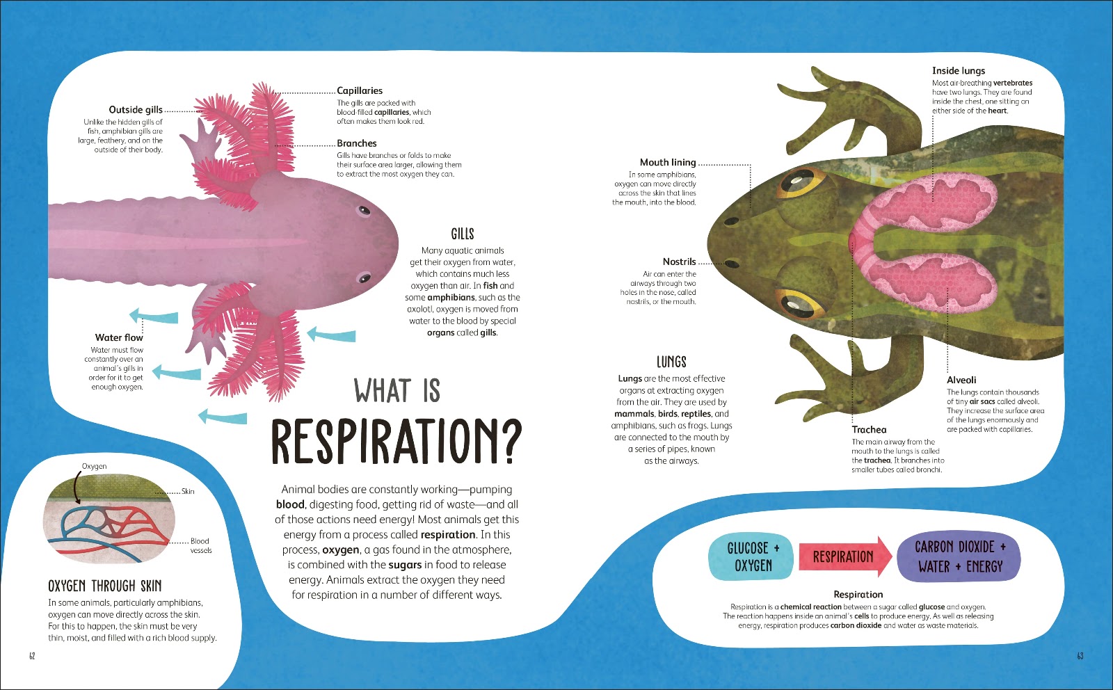 The Animal body — gambar 5