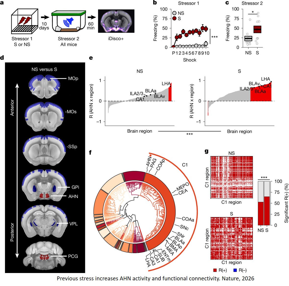 Brain circuit that remembers stresses identified!