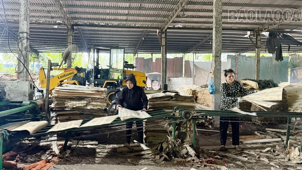Đảm bảo an toàn tại các xưởng gỗ ván bóc - Báo Lào Cai