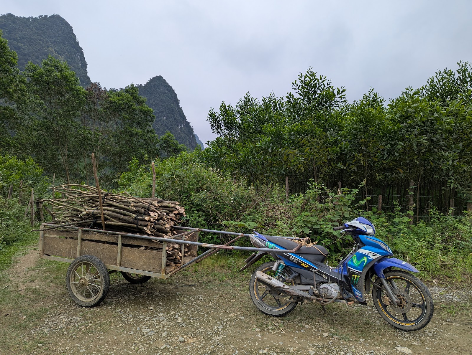 A photo of a motorbike with a trailer filled with a bundle of four foot
                 long branches
