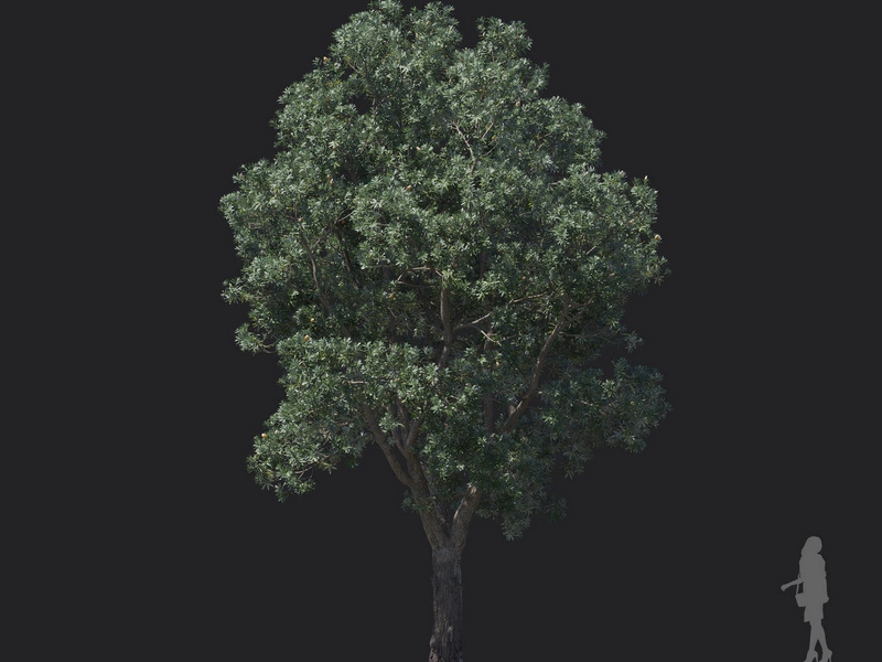 Maxtree - Plant Models Vol.121