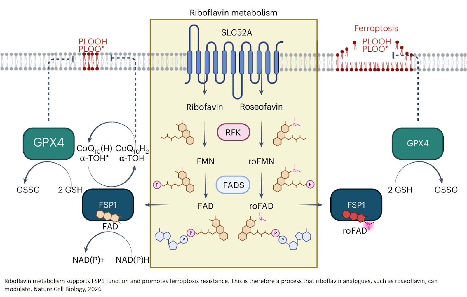 Riboflavin metabolism shapes FSP1-driven ferroptosis resistance
