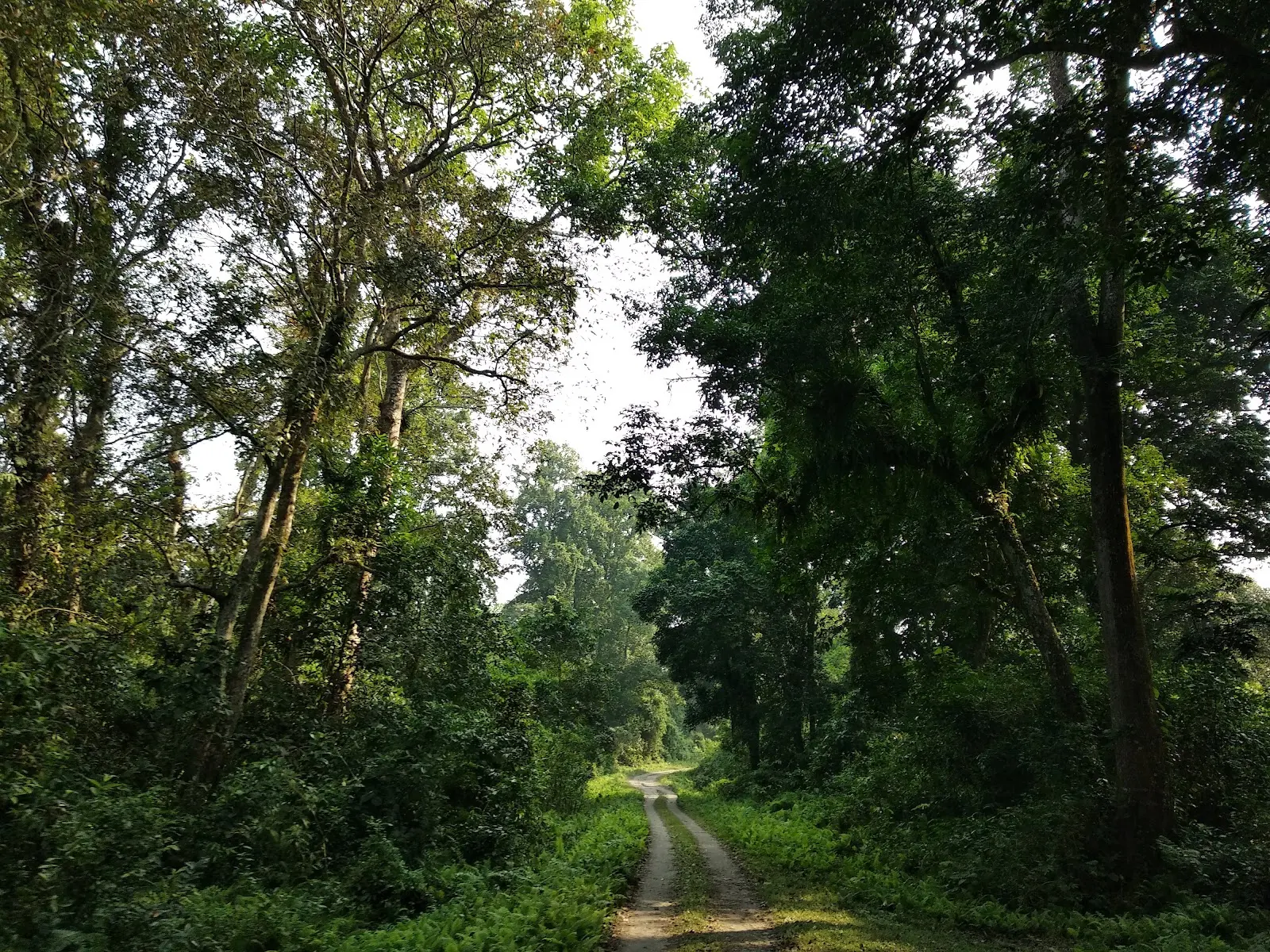 Gorumara National Park