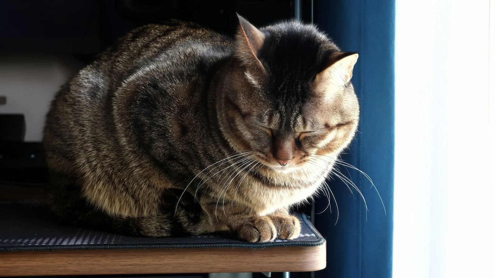 Peaceful Tabby Cat Resting - Animal Photography 8K Wallpaper (8160x4590)