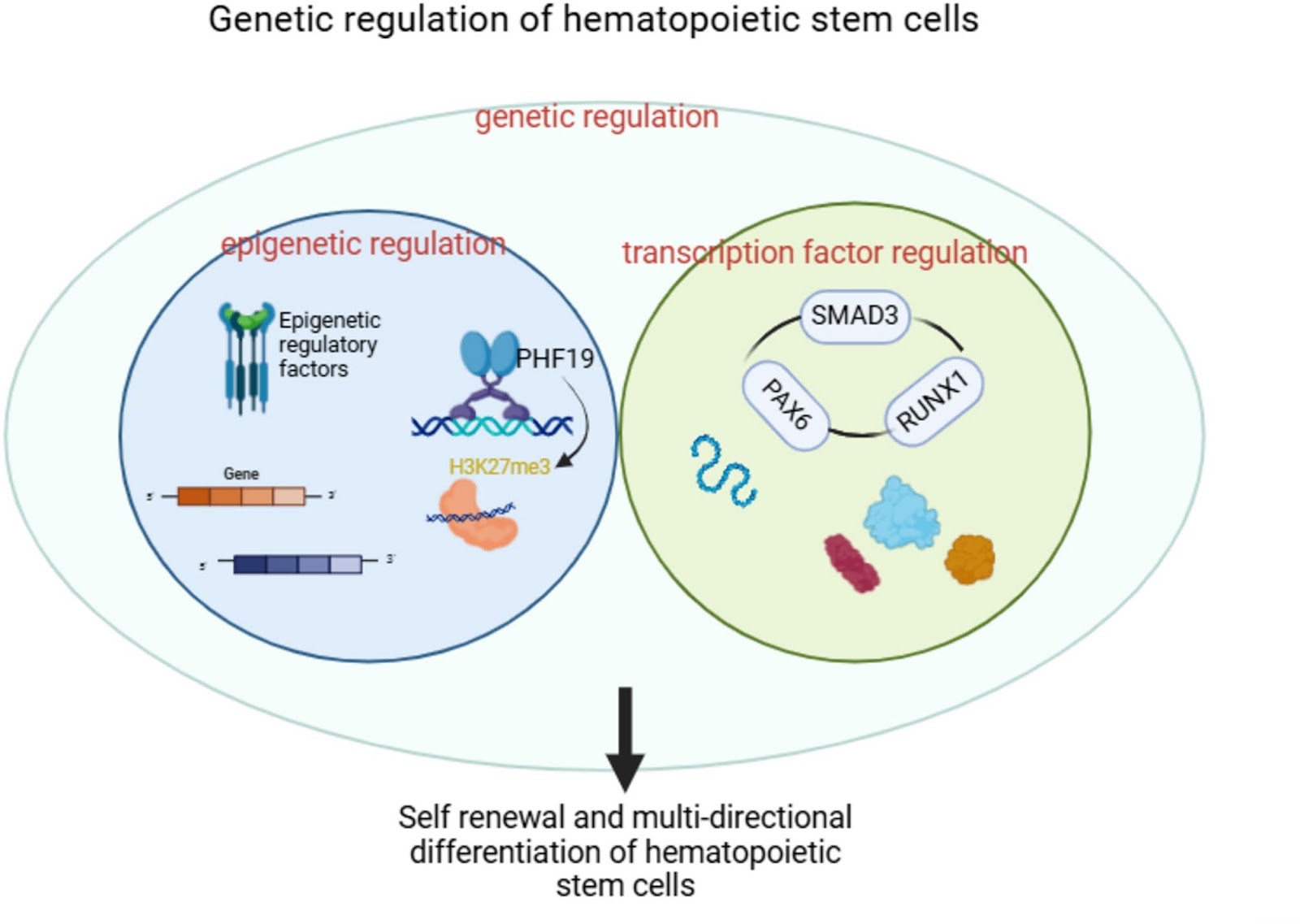 Phase separation participates in the genetic regulation mechanism of hematopoietic stem cells: potential therapeutic methods