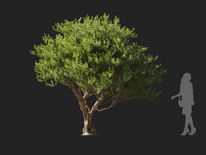 Maxtree - Plant Models Vol.127