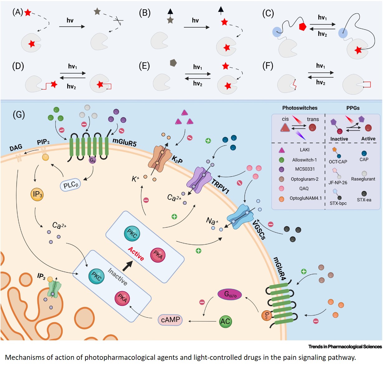 Reprogramming pain signaling through photopharmacology