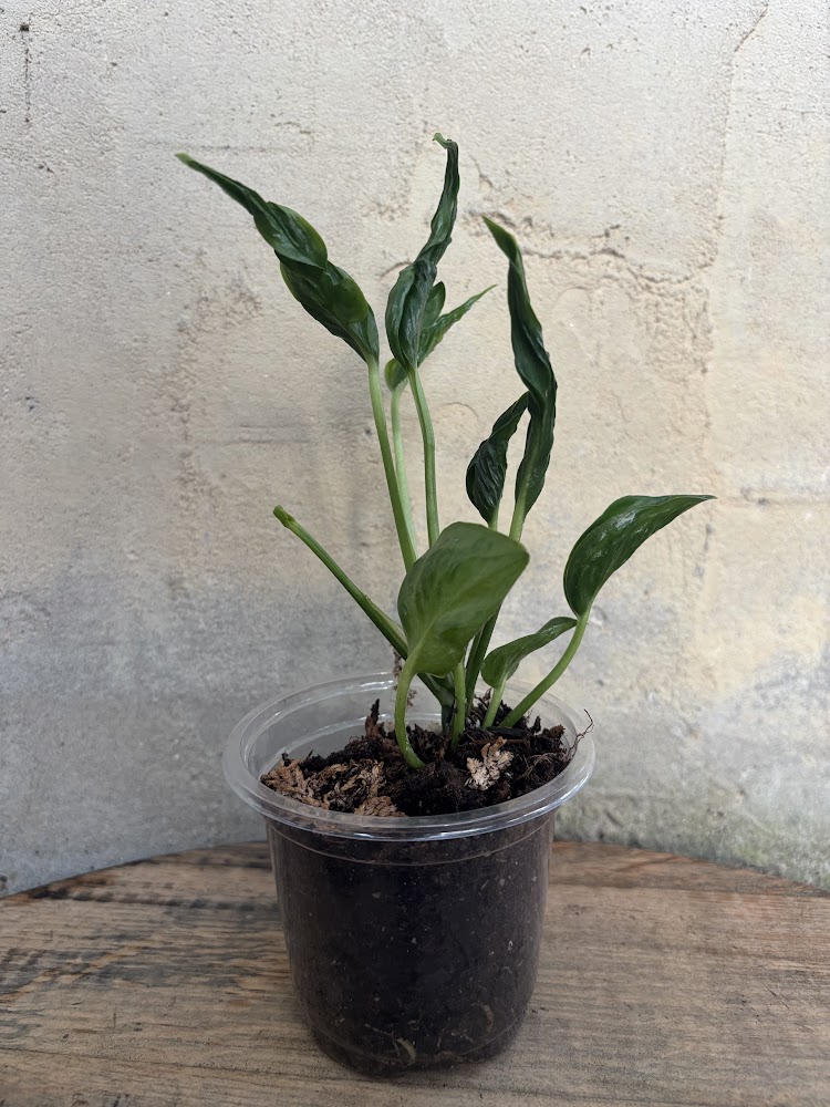 Pothos Shang gri la 