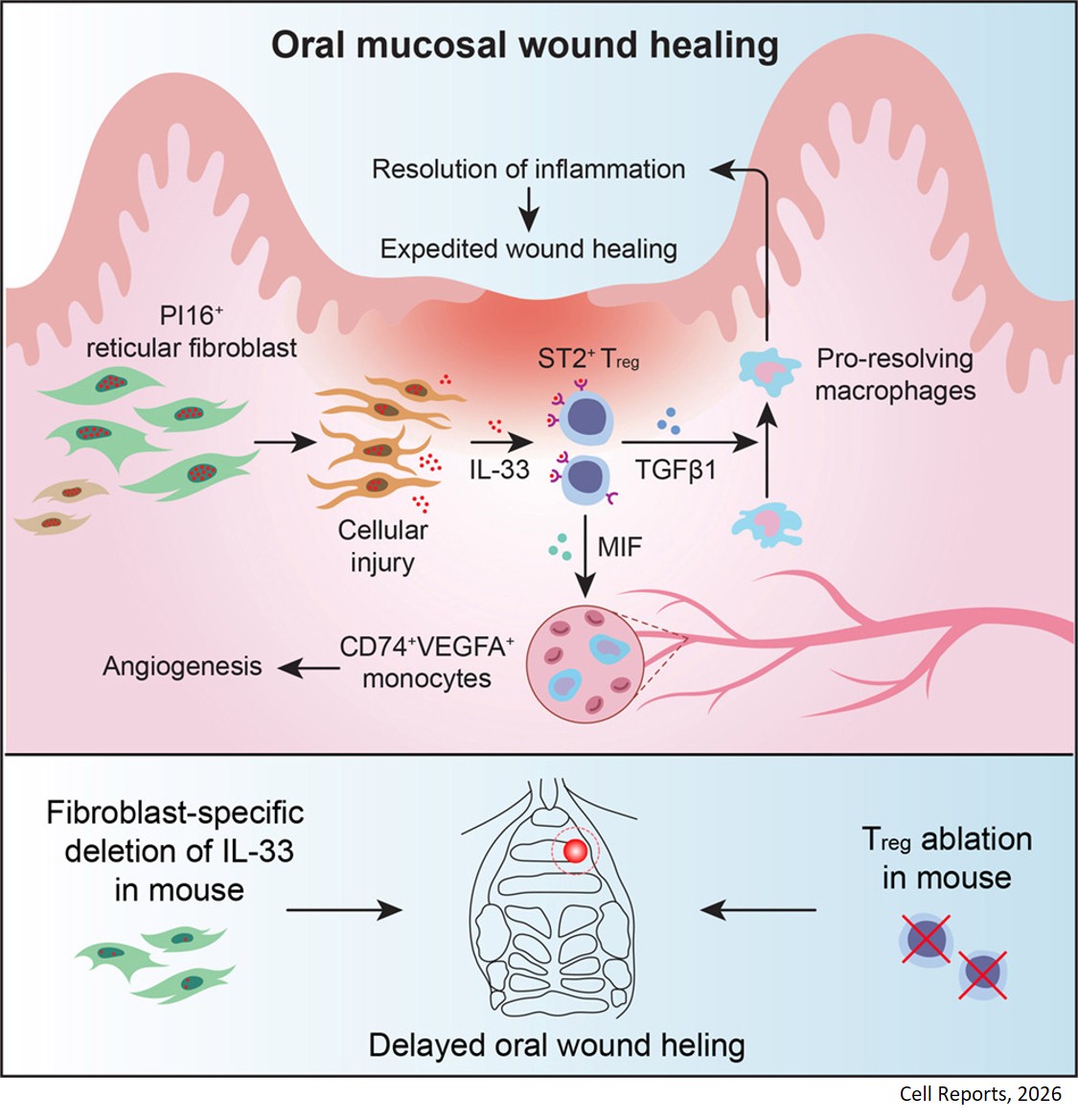 Fibroblast-derived alarmin promotes oral wound  healing by activating regulatory T cells that relay pro- angiogenic and anti-inflammatory responses