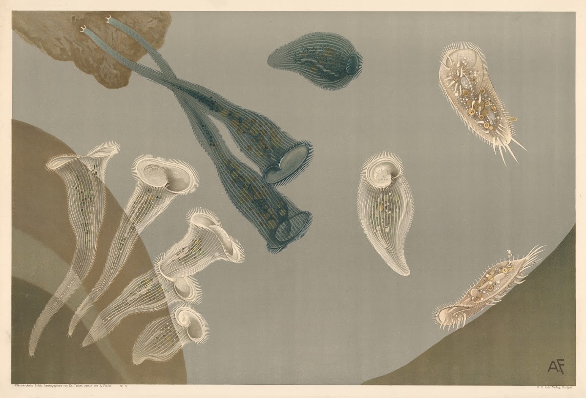 Infusionsdyr med fimrehår 1910
