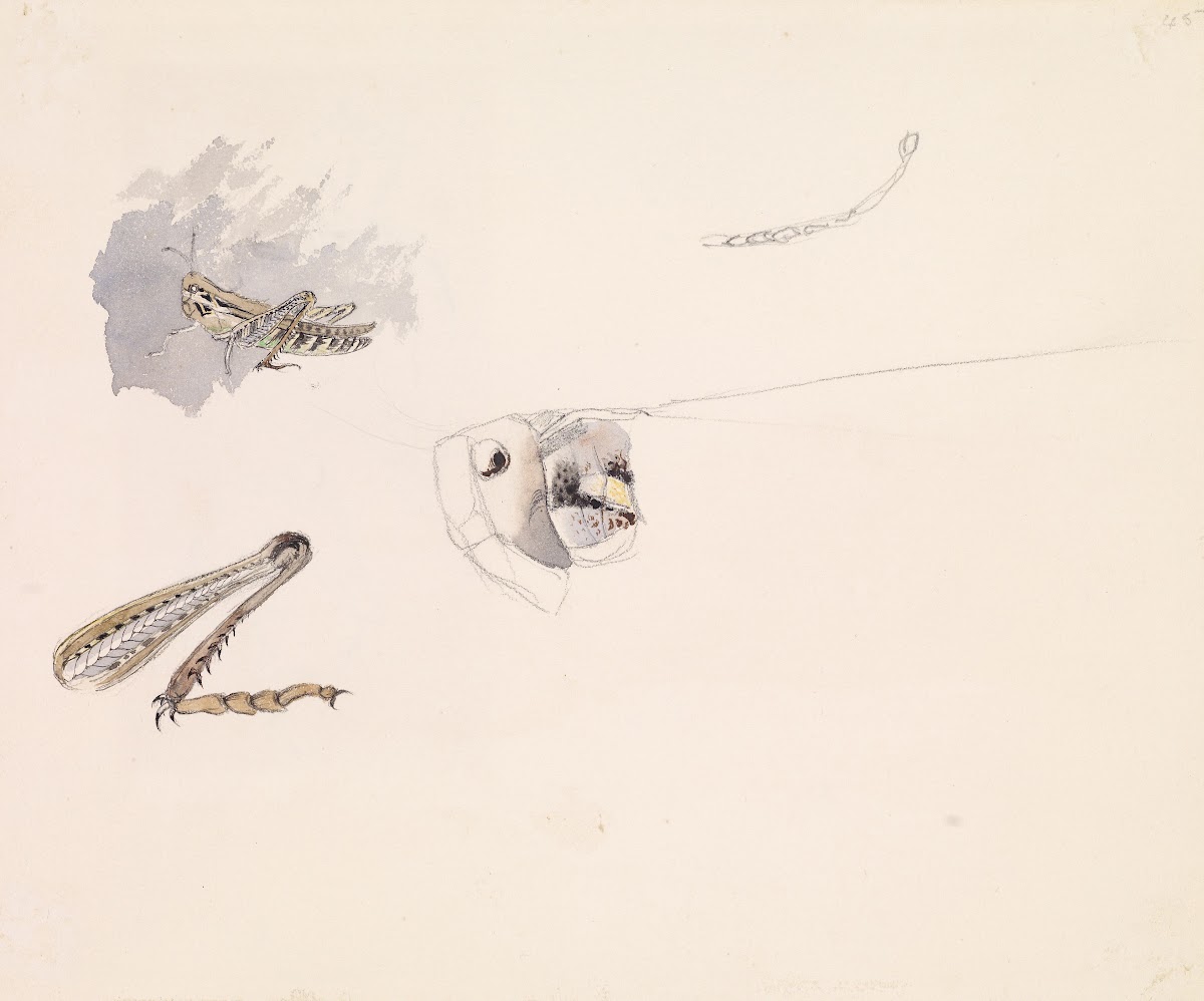 Studies of a Grasshopper  Body Head and Leg 1853
