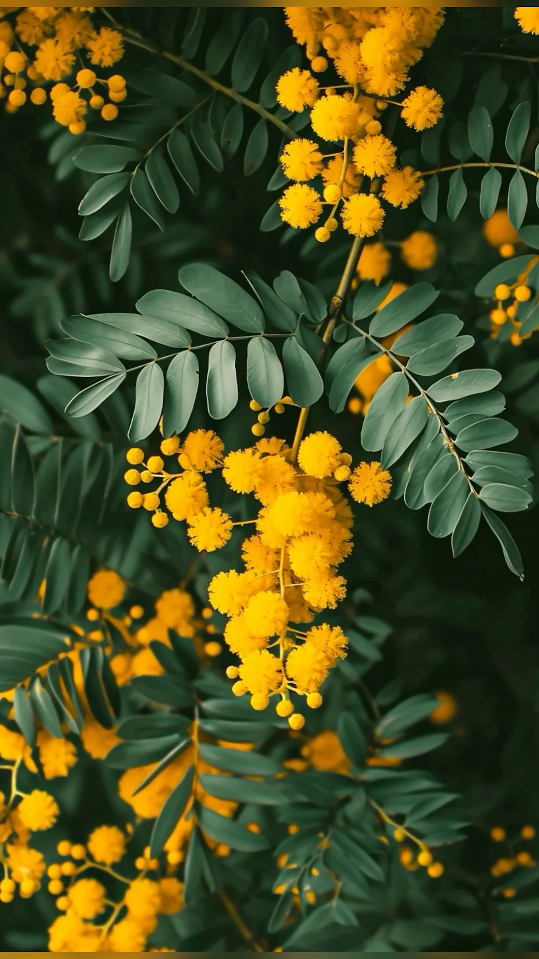 Close Up Vibrant Yellow Mimosa Flowers and Dark Green Leaves - Free 4K mobile Wallpaper