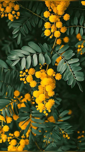 Close Up Vibrant Yellow Mimosa Flowers and Dark Green Leaves - Free mobile Wallpaper
