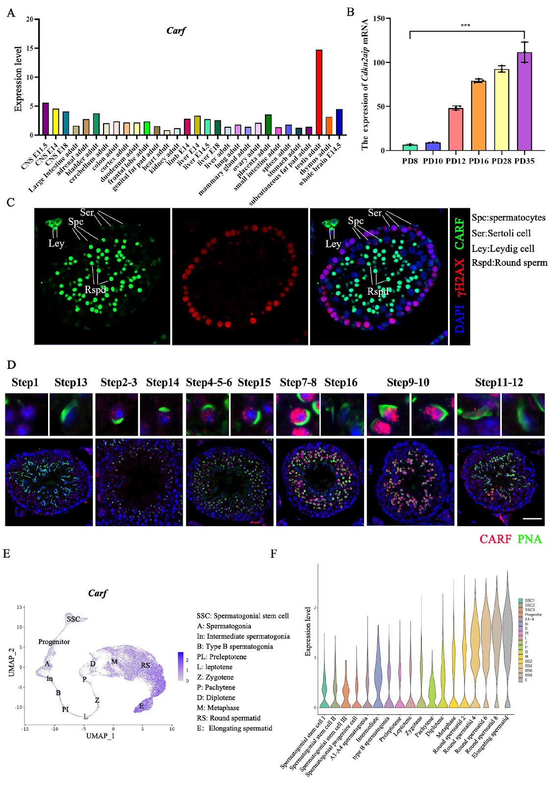 CARF regulates the alternative splicing and piwi/piRNA complexes during mouse spermatogenesis through PABPC1