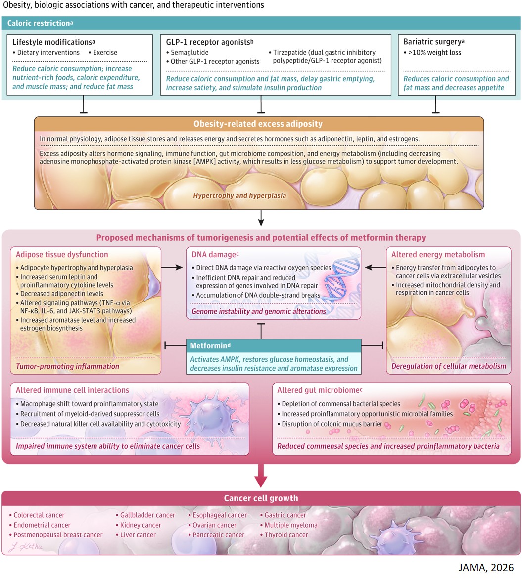 Obesity and Cancer