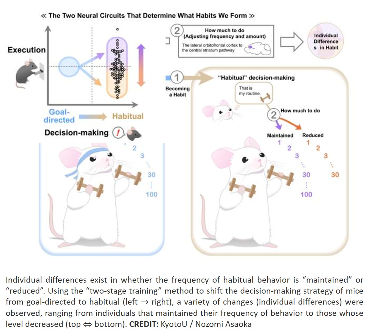 Dissociable roles of prefrontal plasticity in decision-making strategy and execution of habitual behavior